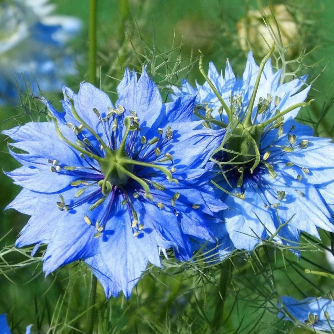 Macro d’une fleur de nigelle